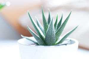 8 Common Toxic Household Plants